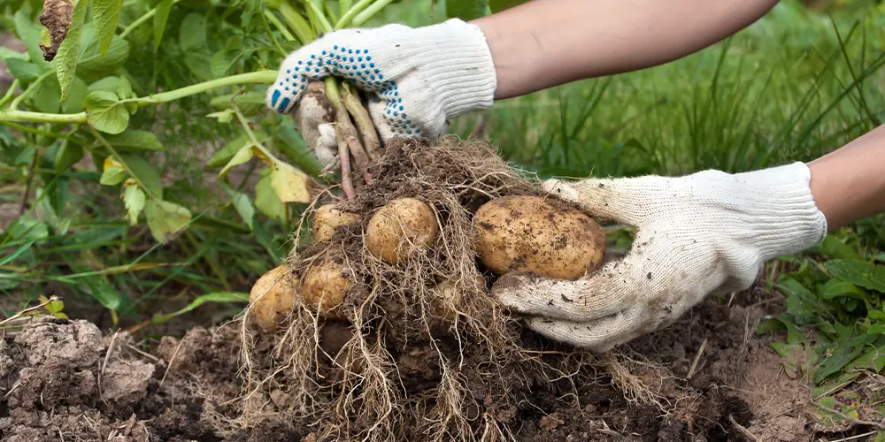 How to Grow an Abundance of Potatoes Easily 12 Simple Tips For Growing Perfect Potatoes planting and harvesting potatoes - How to Grow an Abundance of Potatoes Easily