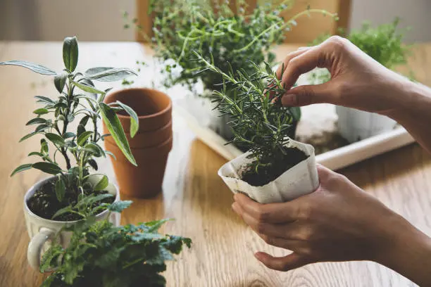 How to Grow Rosemary: Proven Tips, Mistakes to Avoid & Expert Guide Grow Rosemary - How to Grow Rosemary: Proven Tips, Mistakes to Avoid & Expert Guide