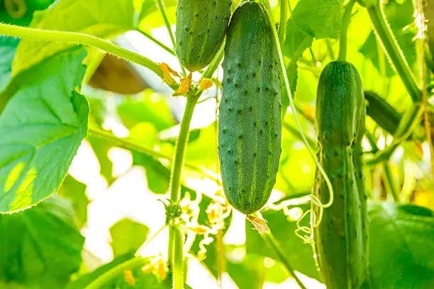 How To Boost Cucumber Growth: 2 Essential Nutrients You Need Now! How Boost Cucumber - How To Boost Cucumber Growth: 2 Essential Nutrients You Need Now!