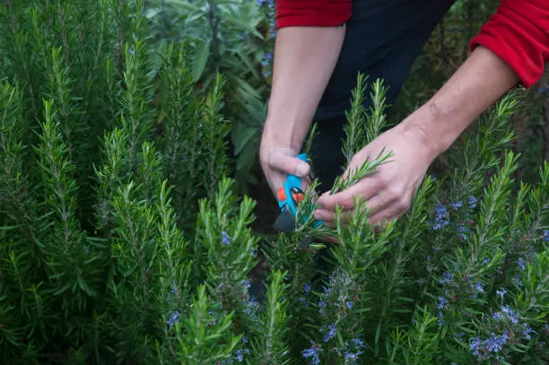 How to Grow Rosemary: Proven Tips, Mistakes to Avoid & Expert Guide How to Grow Rosemary - How to Grow Rosemary: Proven Tips, Mistakes to Avoid & Expert Guide