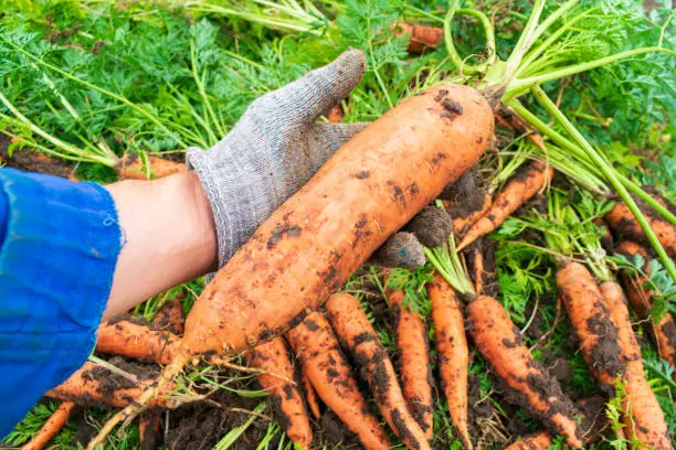 How to Grow the Biggest Carrots Ever! How to Grow the Biggest Carrots - How to Grow the Biggest Carrots Ever!