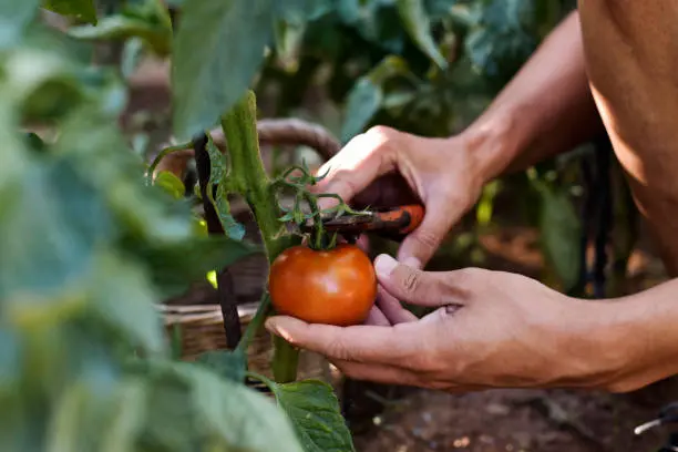 How to Prune Young Tomato Plants How to Prune Young Tomato Plants - How to Prune Young Tomato Plants