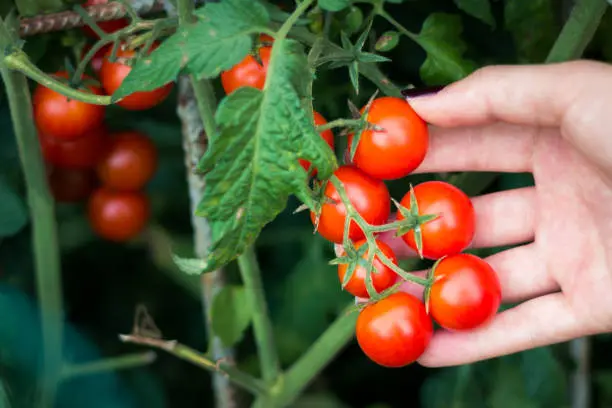 How to Prune Young Tomato Plants How to Prune Young Tomato - How to Prune Young Tomato Plants