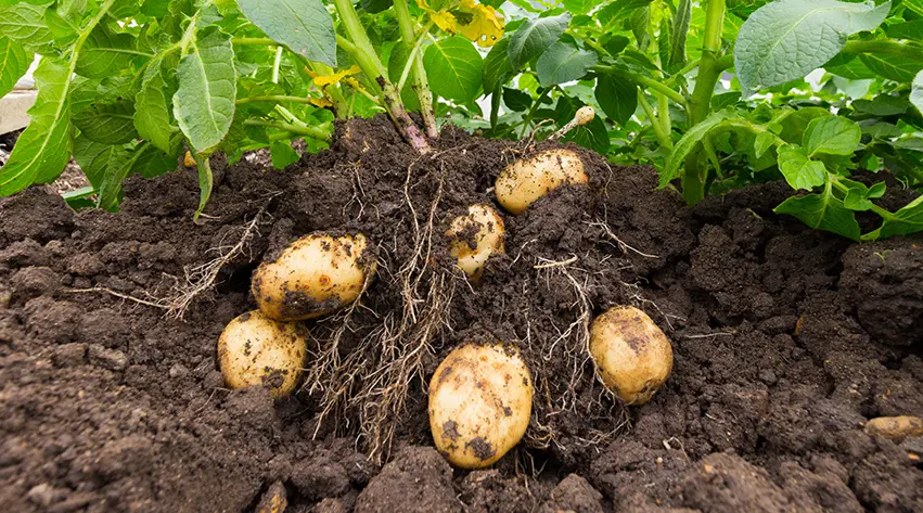 How to Grow an Abundance of Potatoes Easily Tips For Growing Perfect Potatoes planting and harvesting potatoes - How to Grow an Abundance of Potatoes Easily