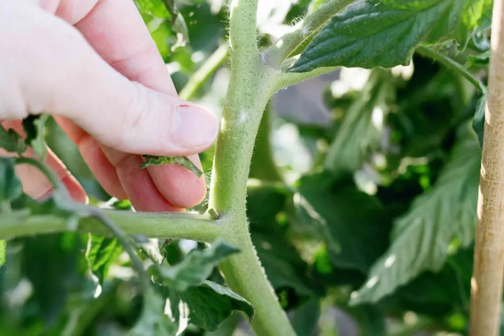 How to Identify Tomato Suckers Tomato Suckers 1 1024x683 - How to Identify Tomato Suckers