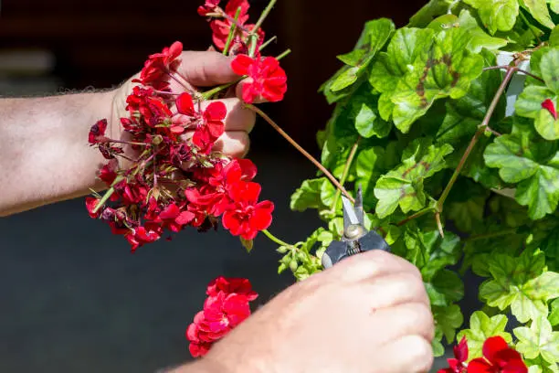 How to Deadheading Geraniums and Why It Matters how to deadheading geraniums - How to Deadheading Geraniums and Why It Matters