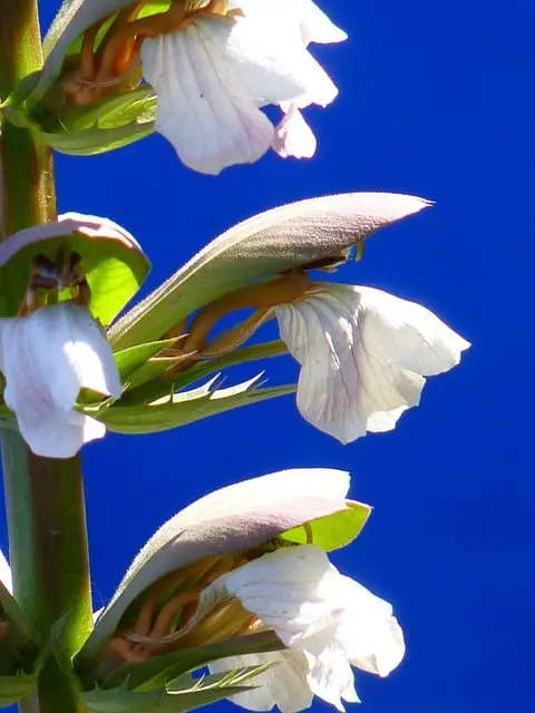 Best Bear's Breeches (Acanthus) Varieties for Your Garden image 15 - Best Bear's Breeches (Acanthus) Varieties for Your Garden