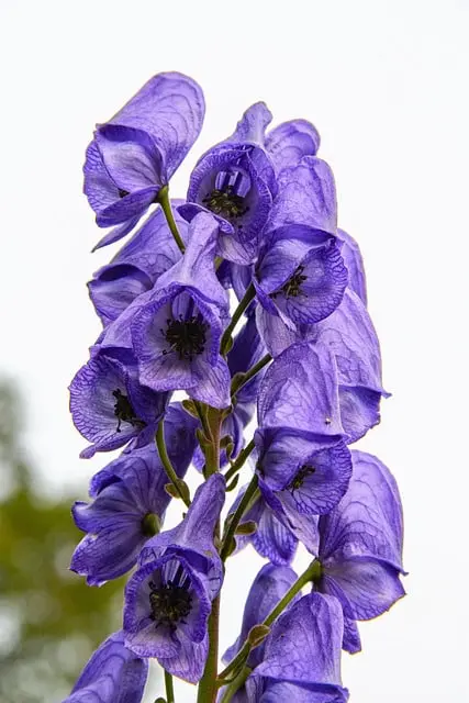 Discover Aconite: The Beautiful Yet Deadly Plant image 23 - Discover Aconite: The Beautiful Yet Deadly Plant