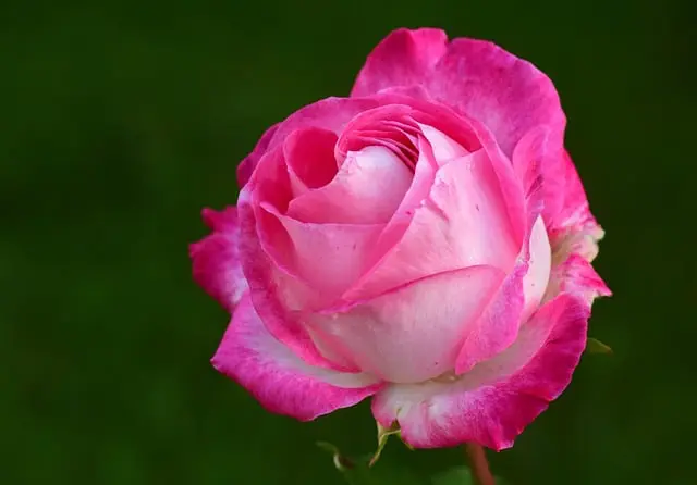When and What to Feed the Roses: A Seasonal Guide image 9 - When and What to Feed the Roses: A Seasonal Guide