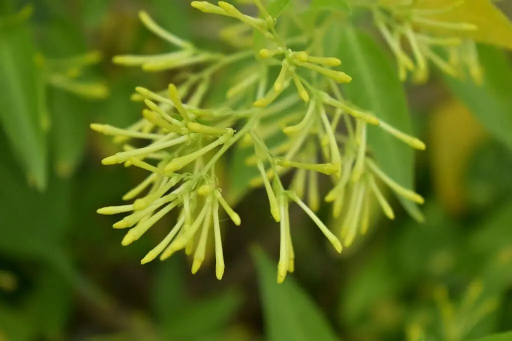 Night-Blooming Jasmine: How to Grow & Care Naturally