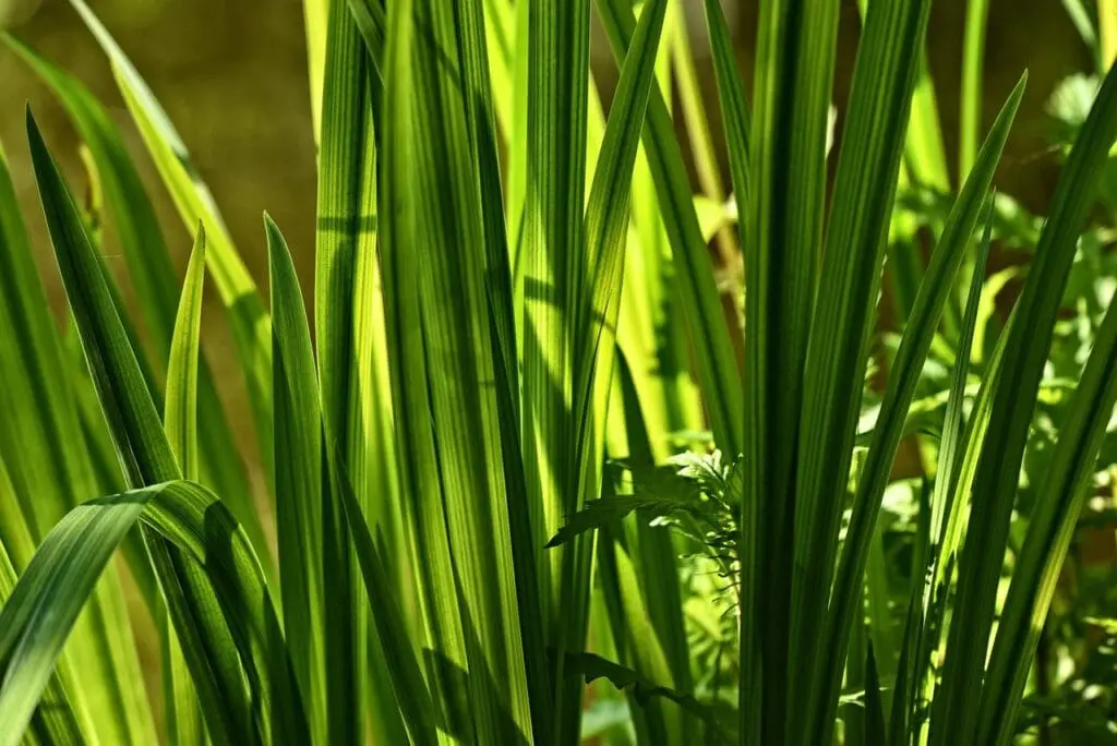 Sweet Flag (Acorus): Top Plants for Your Dream Garden