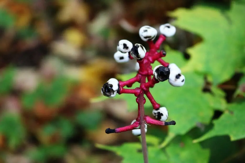 Discover Baneberry: Top Plants for Your Garden Success