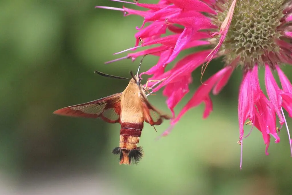 Monarda: Benefits, Uses, and Essential Precautions