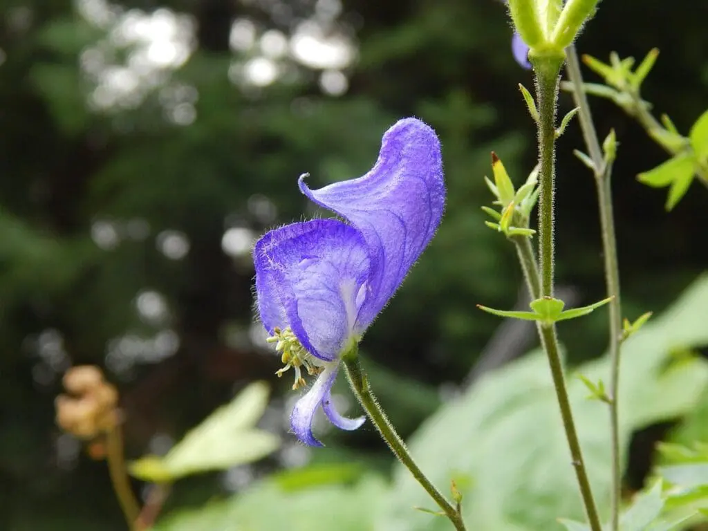 Monkshood (Aconitum): Top Tips for Your Garden Success