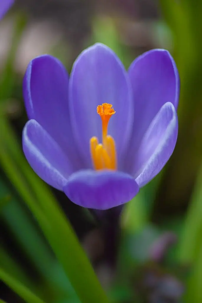 Crocus Garden Secrets: 7+ Stunning Growth Tips [Must-See!]