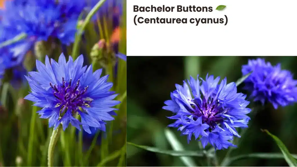 Bachelor Buttons Centaurea cyanus 1024x576 - Top 5 Wildflowers to Enhance Your Garden: Beautiful Varieties for Every Landscape