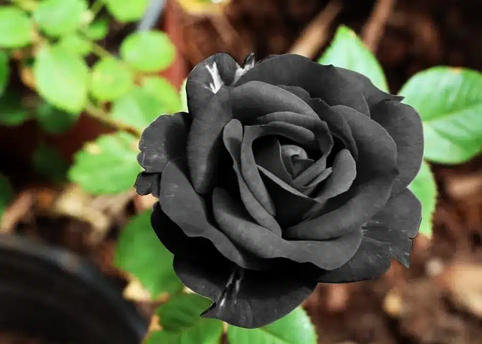 From Mourning to Rebirth: What Black Roses Really Mean