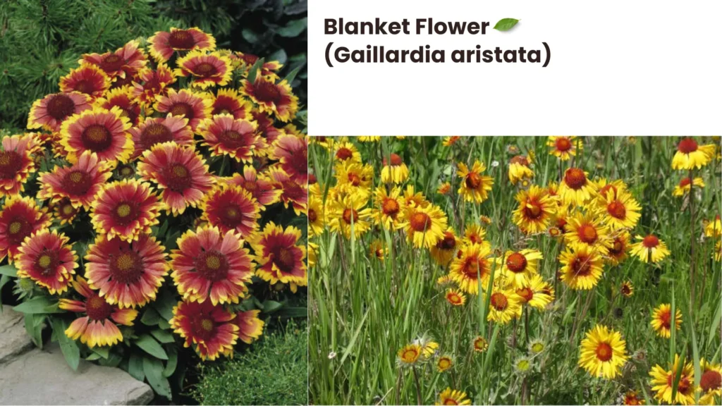 Blanket Flower Gaillardia aristata 1024x576 - Top 5 Wildflowers to Enhance Your Garden: Beautiful Varieties for Every Landscape
