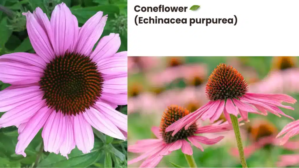 Coneflower Echinacea purpurea 1024x576 - Top 5 Wildflowers to Enhance Your Garden: Beautiful Varieties for Every Landscape