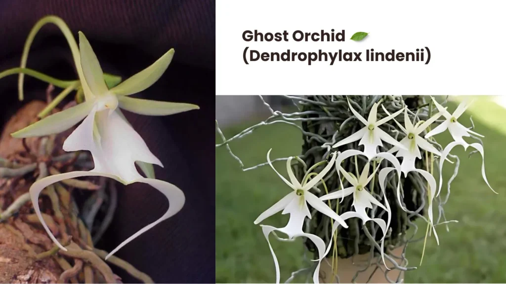 Ghost Orchid Dendrophylax lindenii 1024x576 - 10 Rare Plants Around the World That Will Amaze You