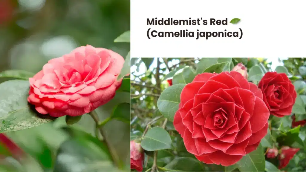 Middlemists Red Camellia japonica 1024x576 - 10 Rare Plants Around the World That Will Amaze You