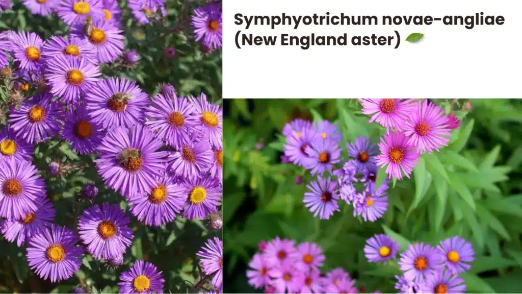 New England Aster Symphyotrichum novae angliae 1024x576 - Top 5 Wildflowers to Enhance Your Garden: Beautiful Varieties for Every Landscape