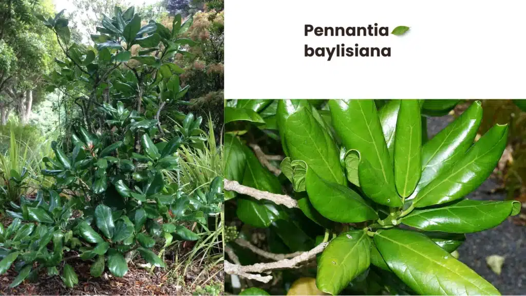 Pennantia baylisiana 1024x576 - 10 Rare Plants Around the World That Will Amaze You