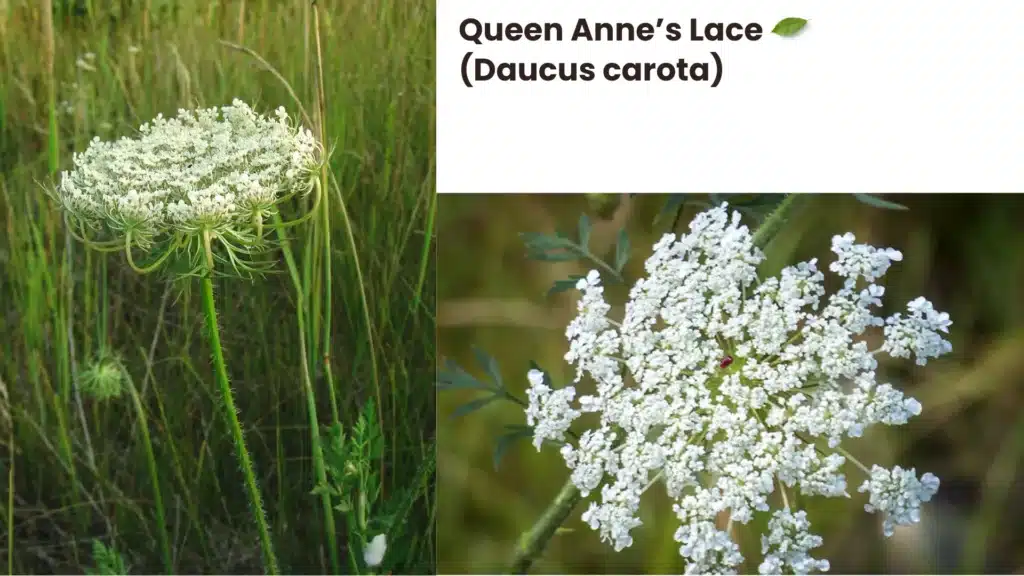 Queen Annes Lace Daucus carota 1024x576 - Top 5 Wildflowers to Enhance Your Garden: Beautiful Varieties for Every Landscape