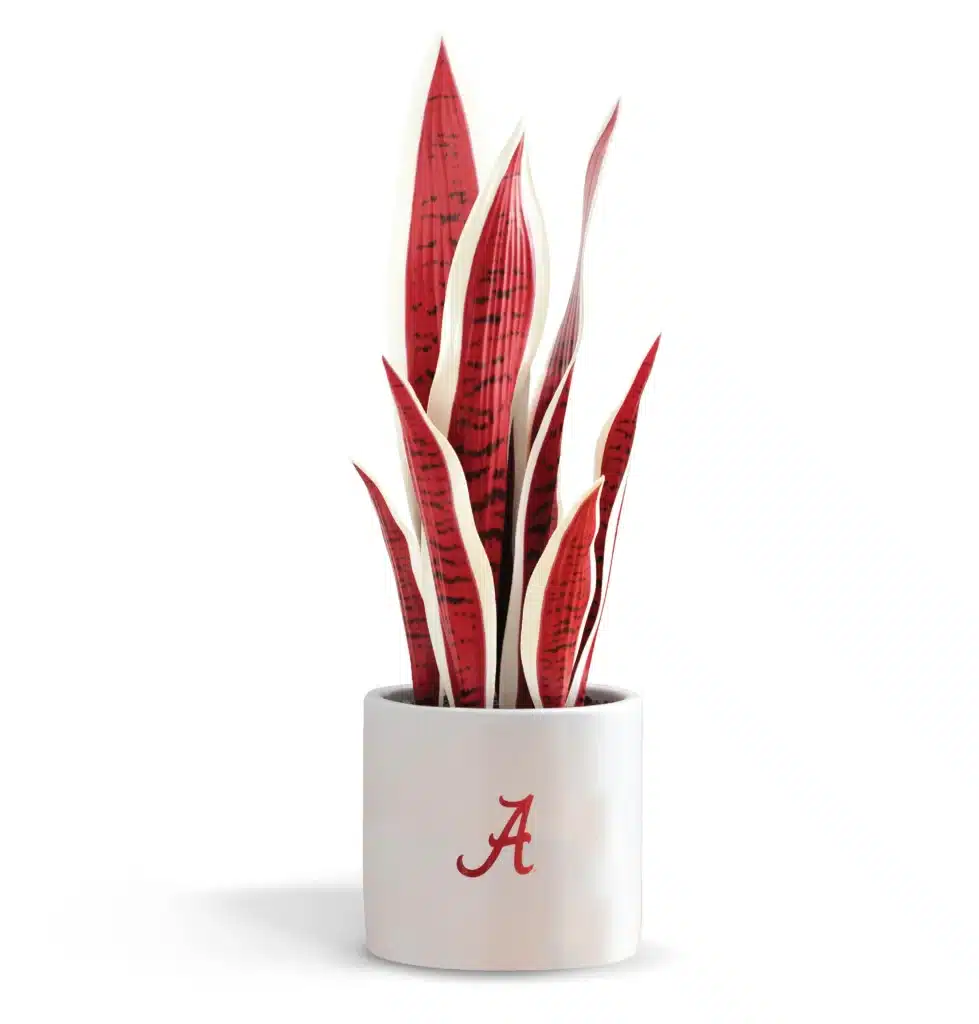 Red Snake Plant 979x1024 - Comprehensive Guide to Cultivating the Red Snake Plant (Dracaena Angolensis)