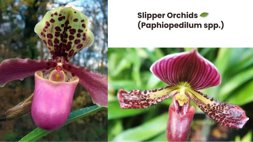 Slipper Orchids Paphiopedilum spp 1024x576 - 10 Rare Plants Around the World That Will Amaze You