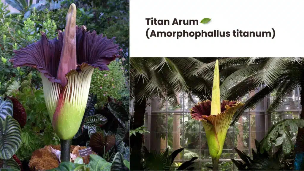 Titan Arum Amorphophallus titanum 1024x576 - 10 Rare Plants Around the World That Will Amaze You