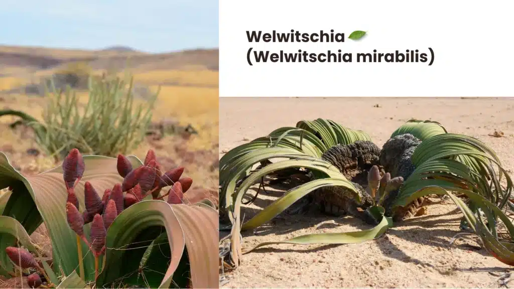 Welwitschia Welwitschia mirabilis 1024x576 - 10 Rare Plants Around the World That Will Amaze You