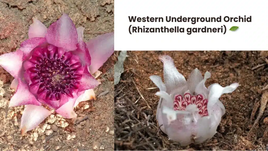 Western Underground Orchid Rhizanthella gardneri 1 1024x576 - 10 Rare Plants Around the World That Will Amaze You