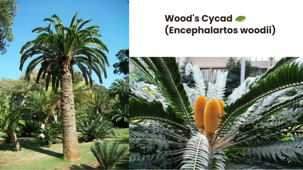 Woods Cycad Encephalartos woodii 1024x576 - 10 Rare Plants Around the World That Will Amaze You
