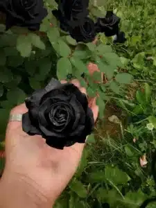 black roses mean 1 225x300 - From Mourning to Rebirth: What Black Roses Really Mean
