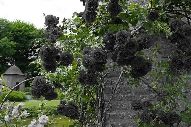 garden black roses - From Mourning to Rebirth: What Black Roses Really Mean