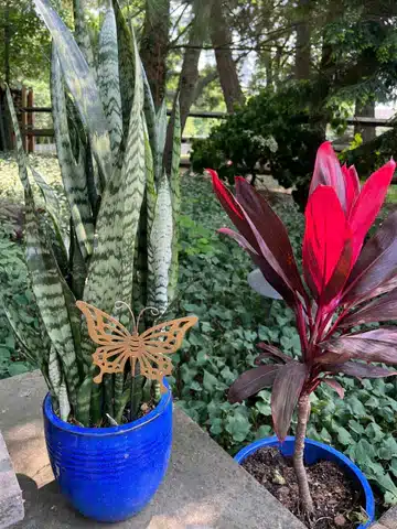 how to repot a snake plant 2 900x1200 480x480 - Comprehensive Guide to Cultivating the Red Snake Plant (Dracaena Angolensis)