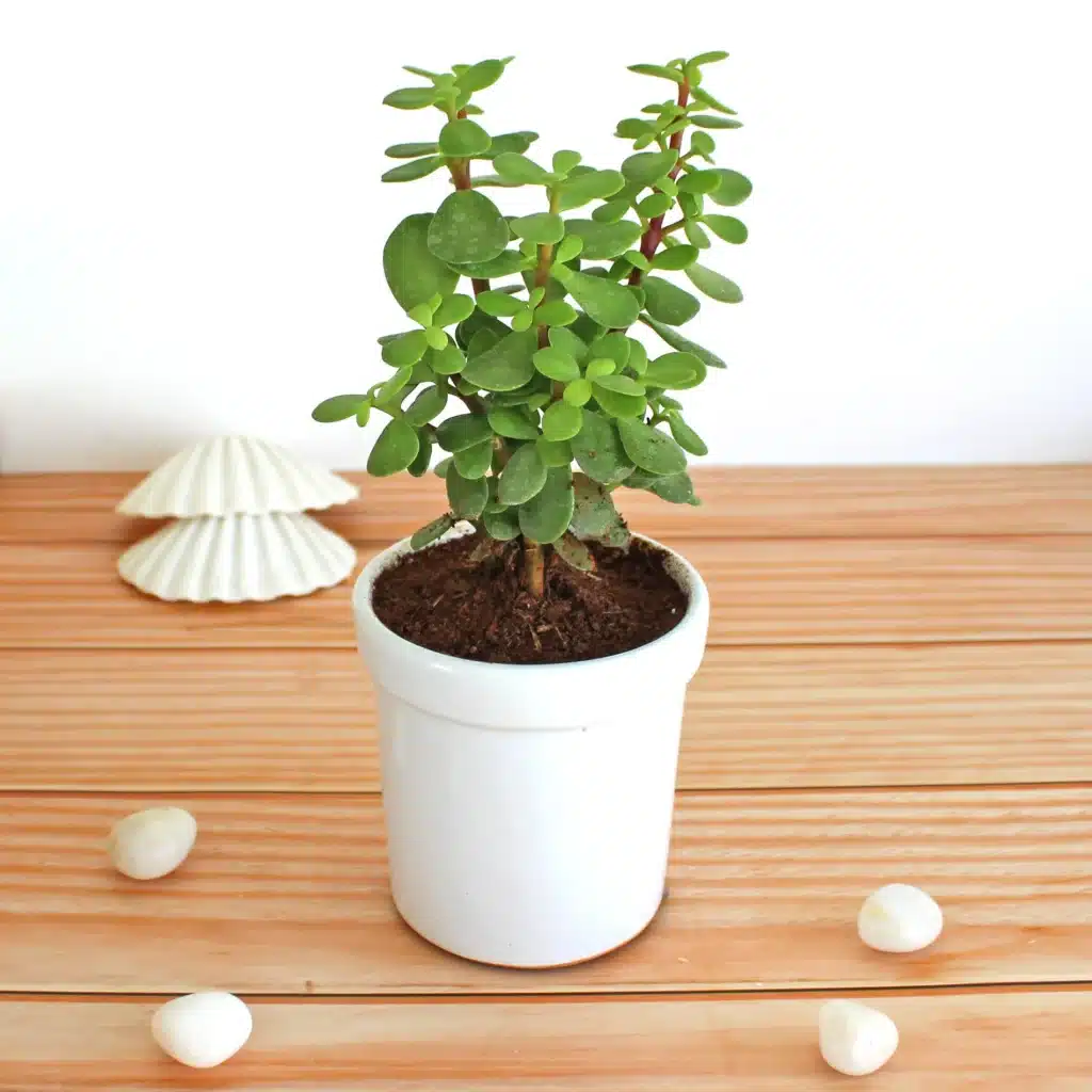 jade plant 1024x1024 - From Wilting to Wonderful: Essential Jade Plant Care Tips You Need