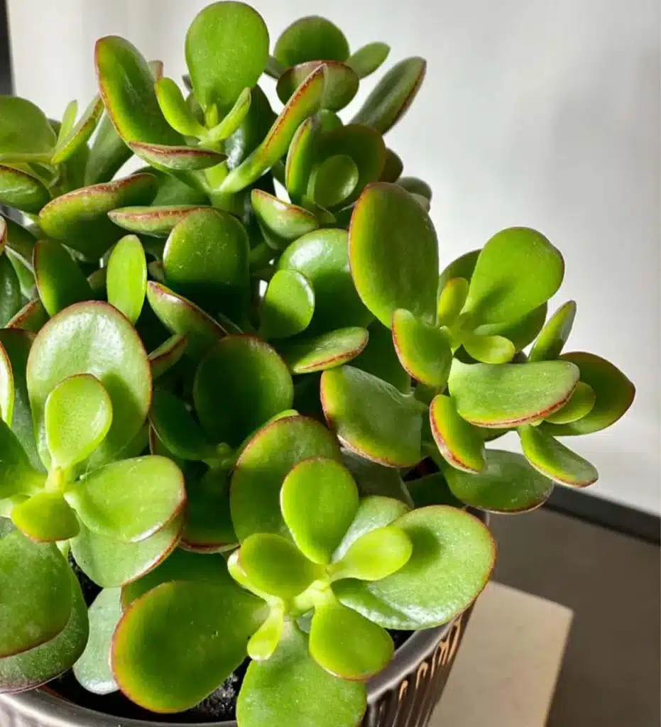 succulent jade plant 931x1024 - From Wilting to Wonderful: Essential Jade Plant Care Tips You Need