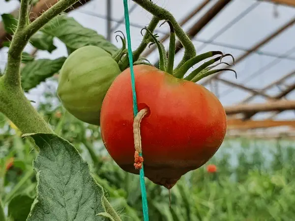 Mistakes Growing Tomatoes 