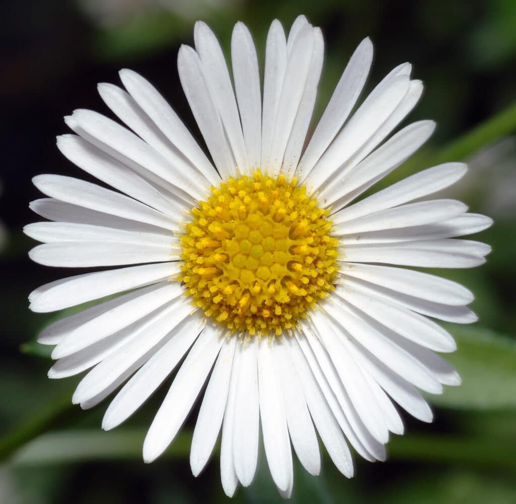 Ultimate Guide to Caring for Erigeron Karvinskianus (Wild Daisy) 703f1790 4cbf 4caa 9b79 01cd8a66e55a 1024x999 - Ultimate Guide to Caring for Erigeron Karvinskianus (Wild Daisy)