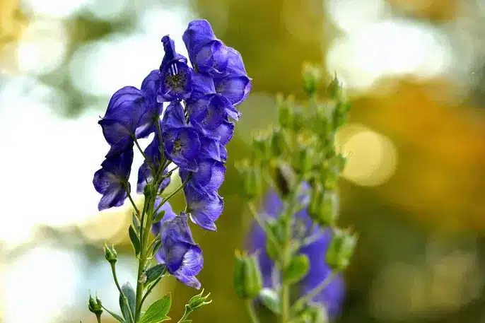 Monkshood (Aconitum): Top Tips for Your Garden Success Aconitum - Monkshood (Aconitum): Top Tips for Your Garden Success