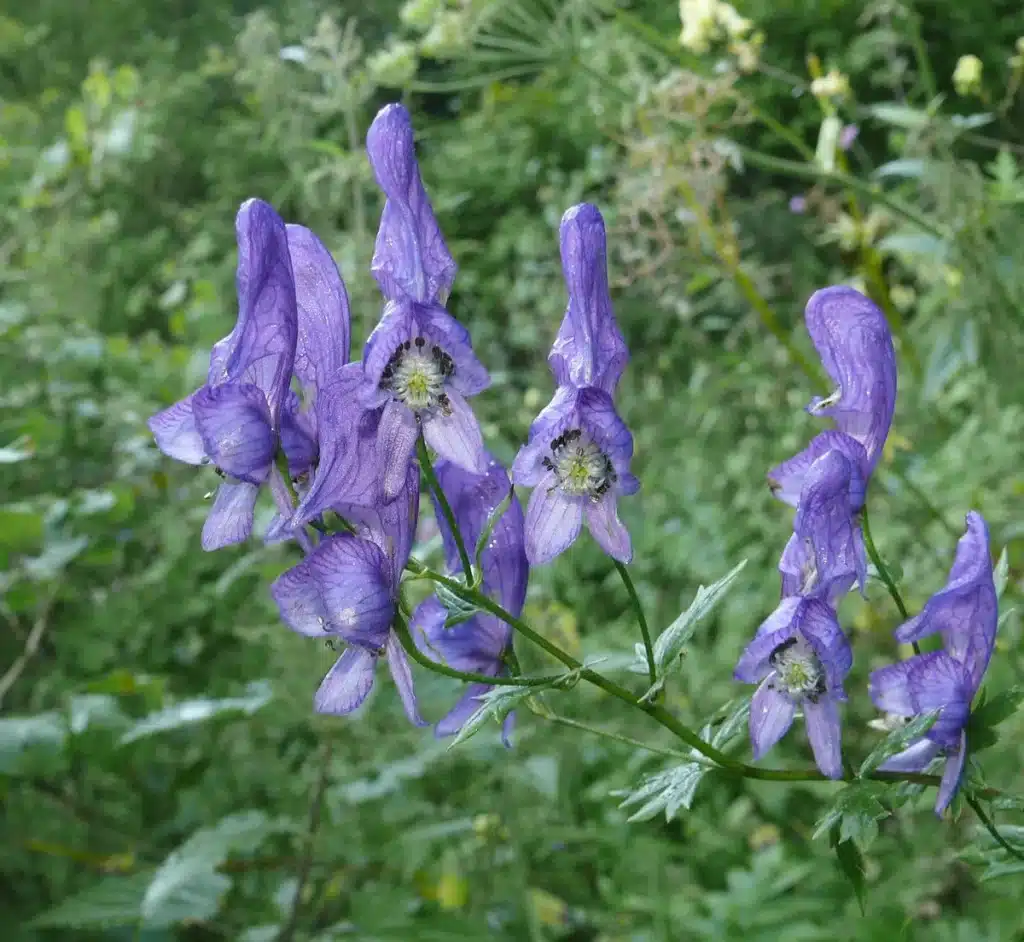 Monkshood (Aconitum): Top Tips for Your Garden Success Aconitum variegatum 1024x942 - Monkshood (Aconitum): Top Tips for Your Garden Success