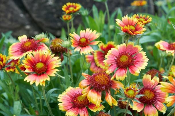 How to Care Blanket Flower in Your Garden