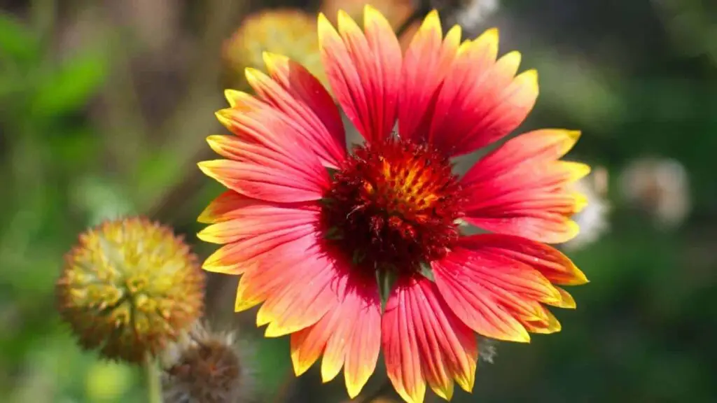 Blanket-Flower