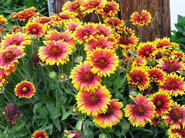 Blanket-Flower