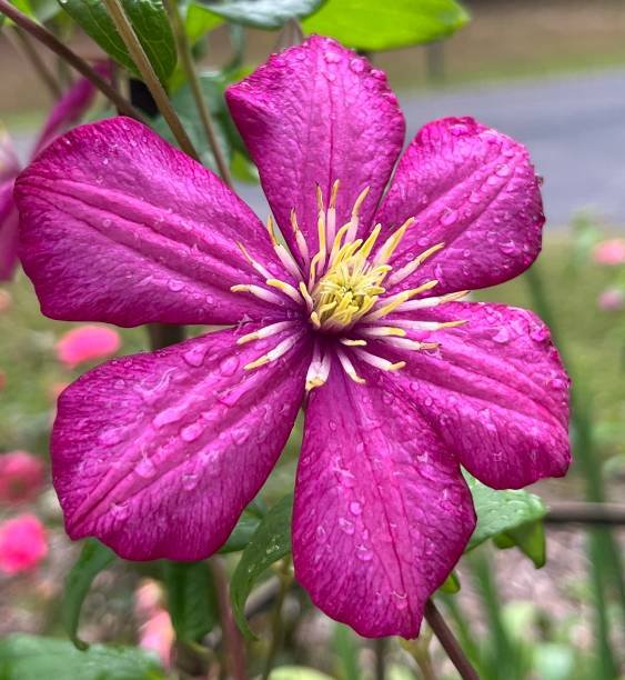 What To Do With Clematis After It Blooms