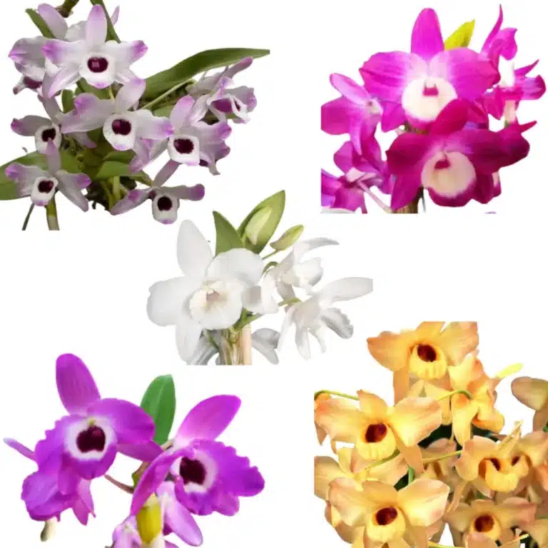 Care Tips for Dendrobium Nobile: A Stunning Orchid Flower