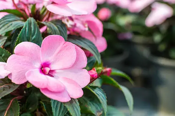 How to Fertilize Impatiens