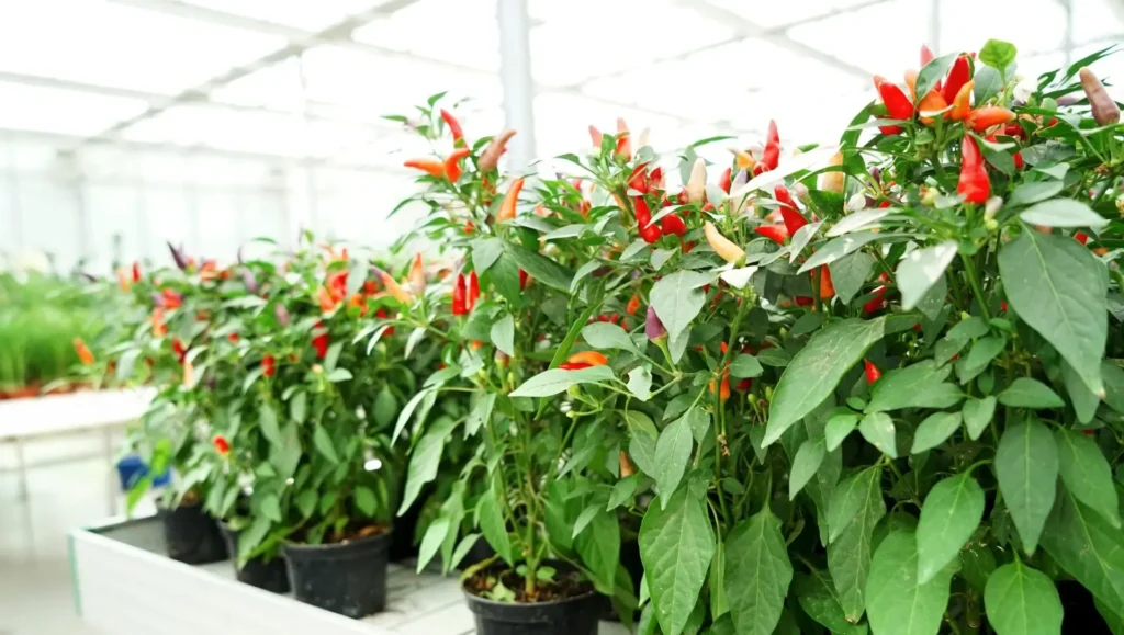 How to Fertilize Pepper Plants for Maximum Growth How Fertilize Pepper Plants 1024x579 - How to Fertilize Pepper Plants for Maximum Growth